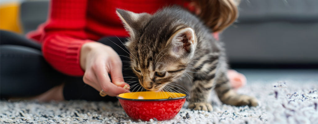 What do cat parents look for when buying pet food?