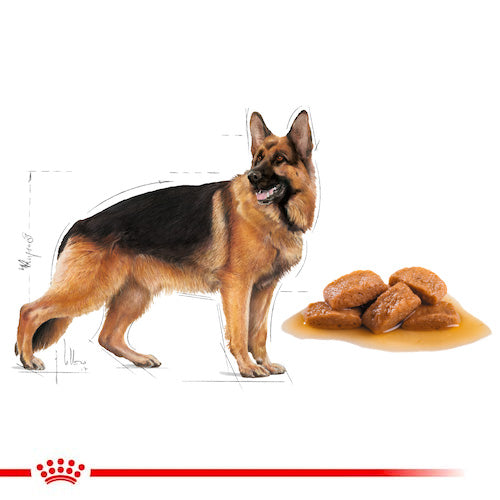 ROYAL CANIN® Size Health Nutrition Maxi Adult Wet Food - Pooch Pet Stores LLC